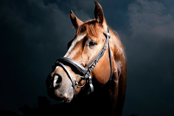 Um retrato de um cavalo mamífero