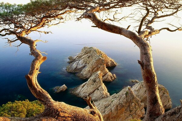 Nature, wood on rocks and boulders