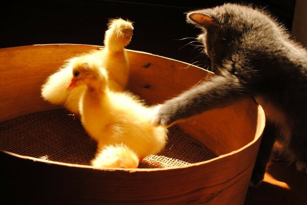 A kitten catches chickens with a paw