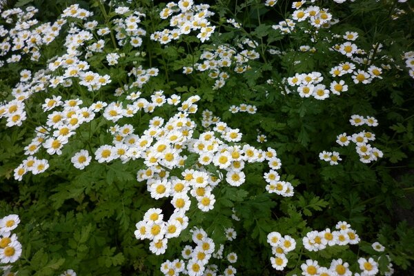 Margherite e altri fiori per la gioia femminile