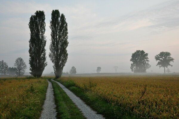 Two tall trees near the roadway