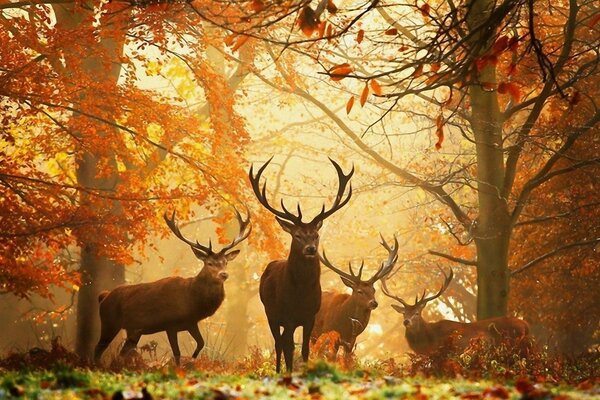 Four adult deer in the autumn forest