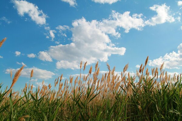 Grass in the meadow in the field of the valley of flakes