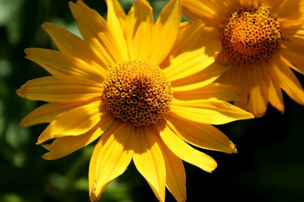 Bacio dell estate, fiori soleggiati