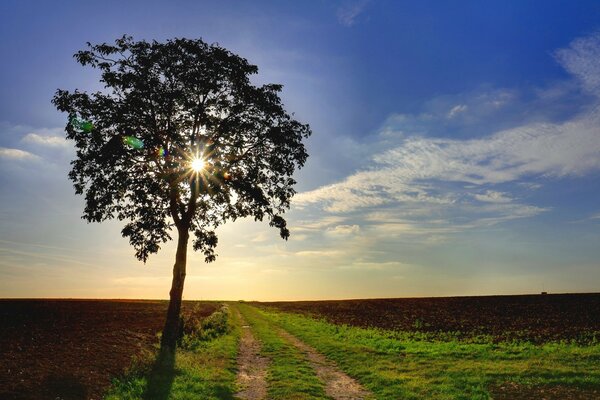 Uma árvore solitária no campo parece envolver o sol