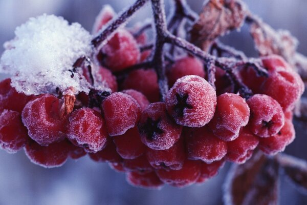 Winter trees with berries. Fruit