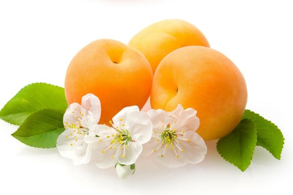 Still life of peaches with leaves and flowers