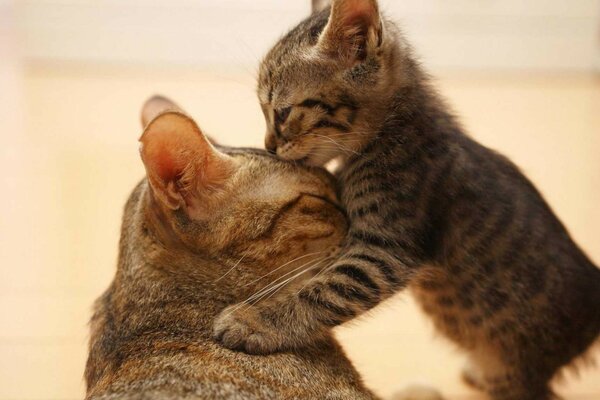 Chat mignon, chat mammifère