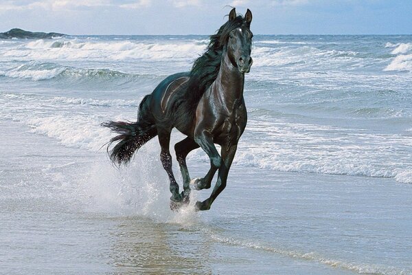 Ein schwarzer Hengst reitet am Meer entlang