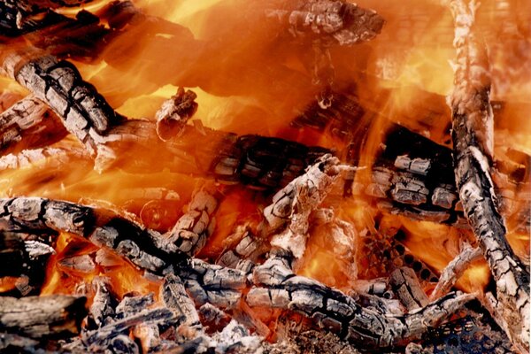 Gli alberi bruciano magnificamente, il fuoco luminoso