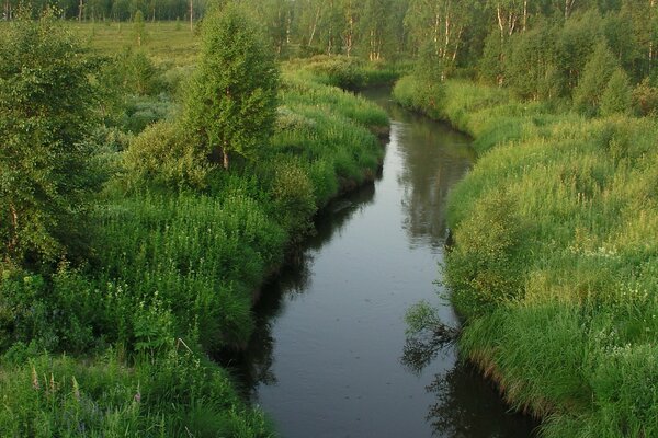 Ruisseau mince dans la forêt verte