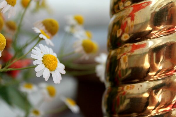 The color of nature chamomile flower