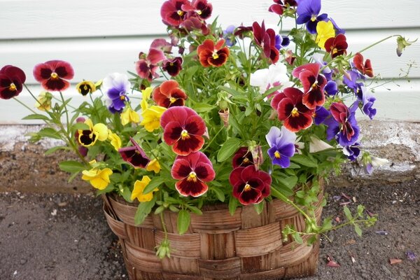 Bouquet of flowers in a wicker basket