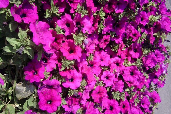 Bright lilac bush of flowers