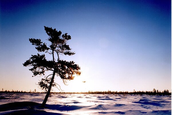 A lonely tree meets the dawn