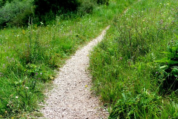 Caminho de verão na floresta