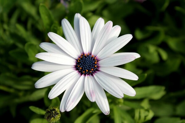 Flor blanca sobre fondo verde