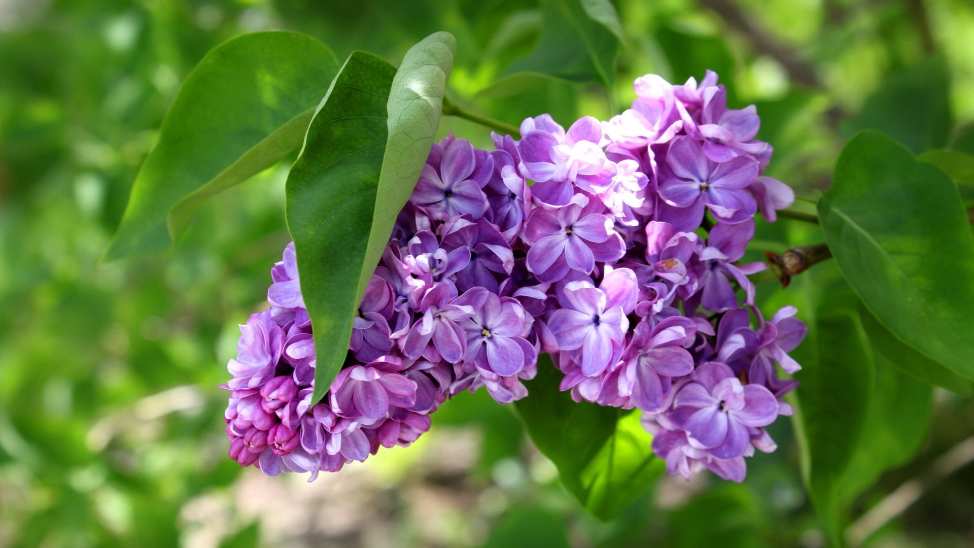 trees nature flora flower leaf garden floral summer blooming petal beautiful close-up bright color season violet growth botanical branch park