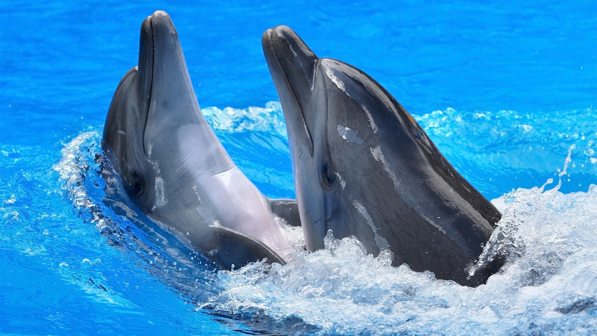 animali soffiatori delfino acqua balena nuoto mammifero oceano mare pinna subacquea all aperto marino