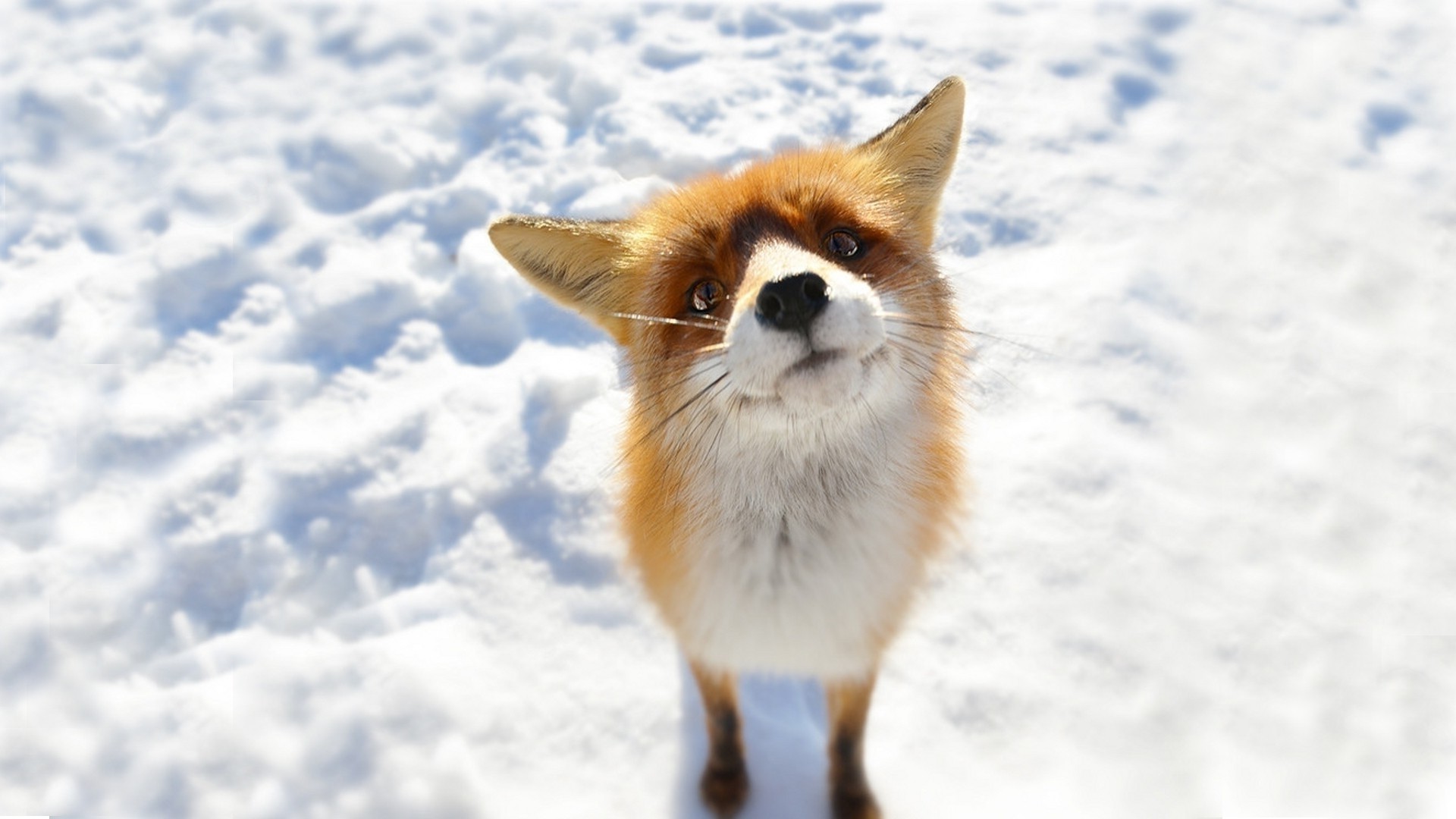 fox mammal animal pet cute little fur snow