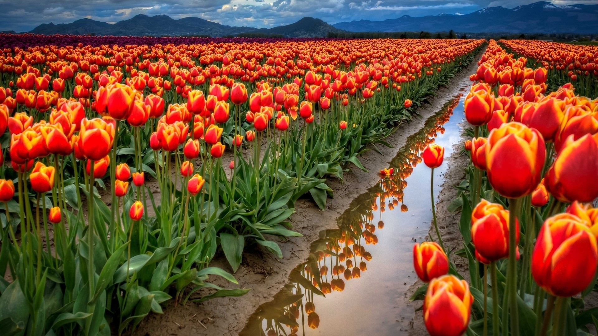 tulipany tulipan kwiat ogród natura flora pole liść kwiatowy kolor jasny sezon płatek jasny lato bluming wzrost na zewnątrz dobra pogoda rolnictwo