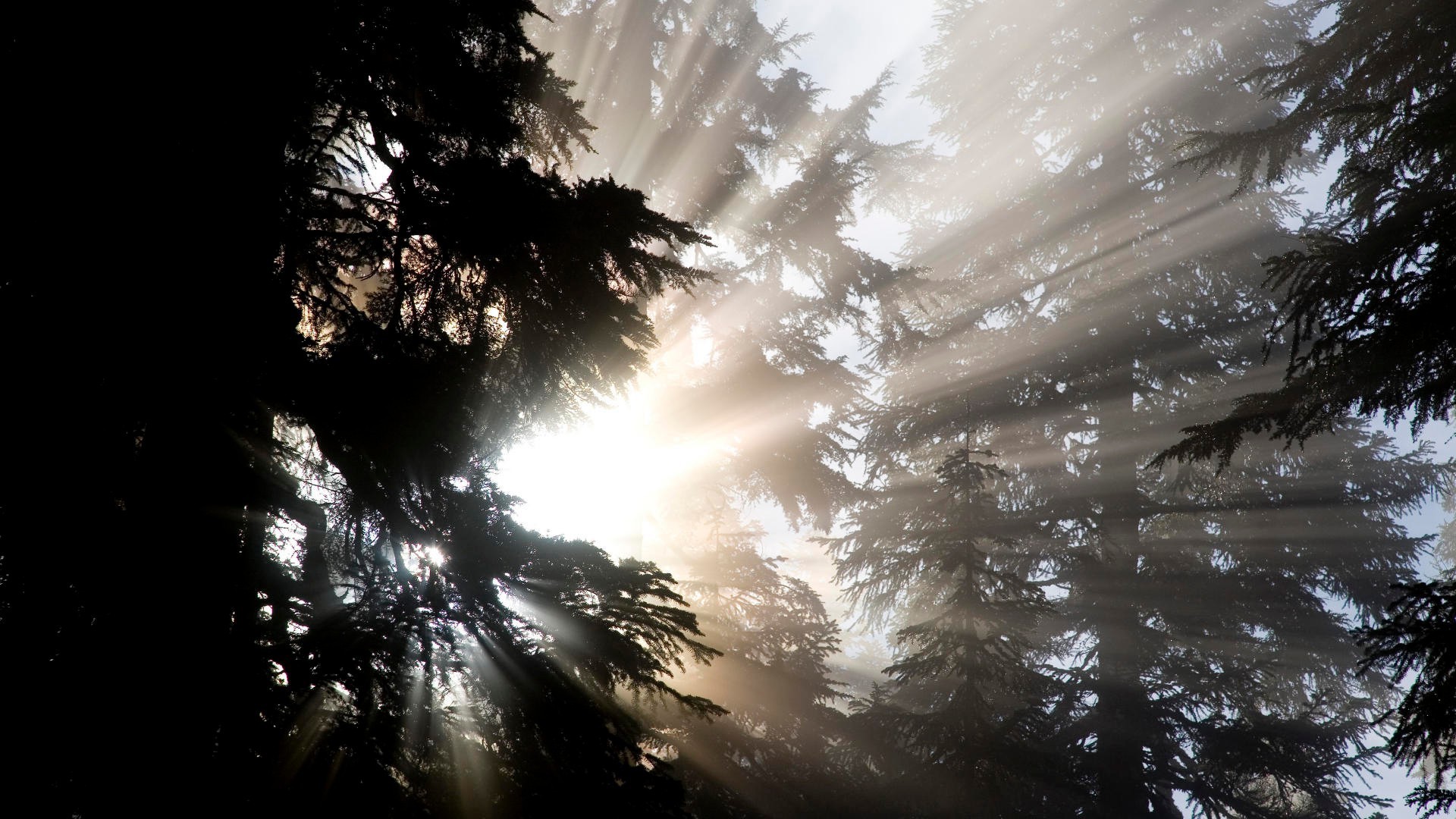 luz solar e raios inverno neve madeira sol natureza névoa paisagem amanhecer pôr do sol coníferas madeira ao ar livre frio bom tempo natal luz noite geada gelo