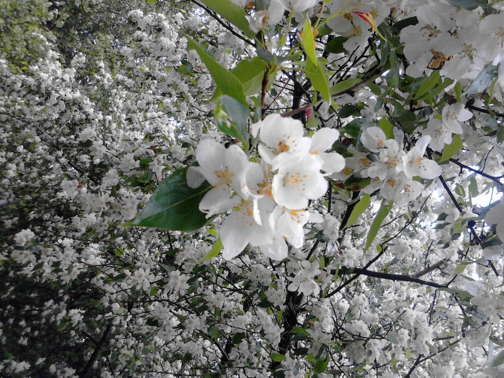 frühling blume baum flora filiale natur saison blühen blatt kirsche blumen blütenblatt garten schließen hell kumpel frühling apfel im freien schön wachstum