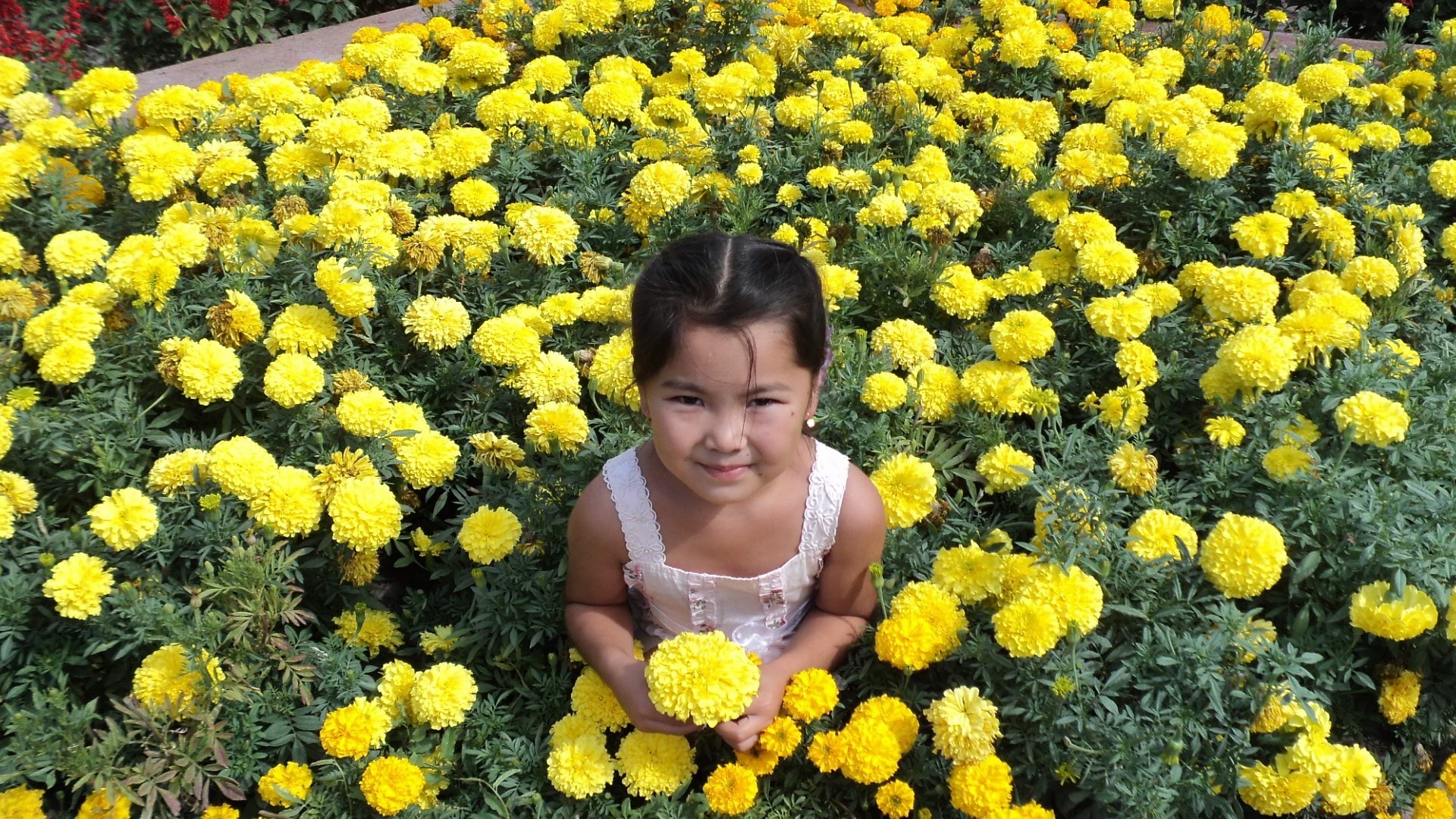 children in nature flower flora floral nature blooming field garden petal summer bouquet hayfield park chrysanthemum marigold beautiful growth head outdoors ma