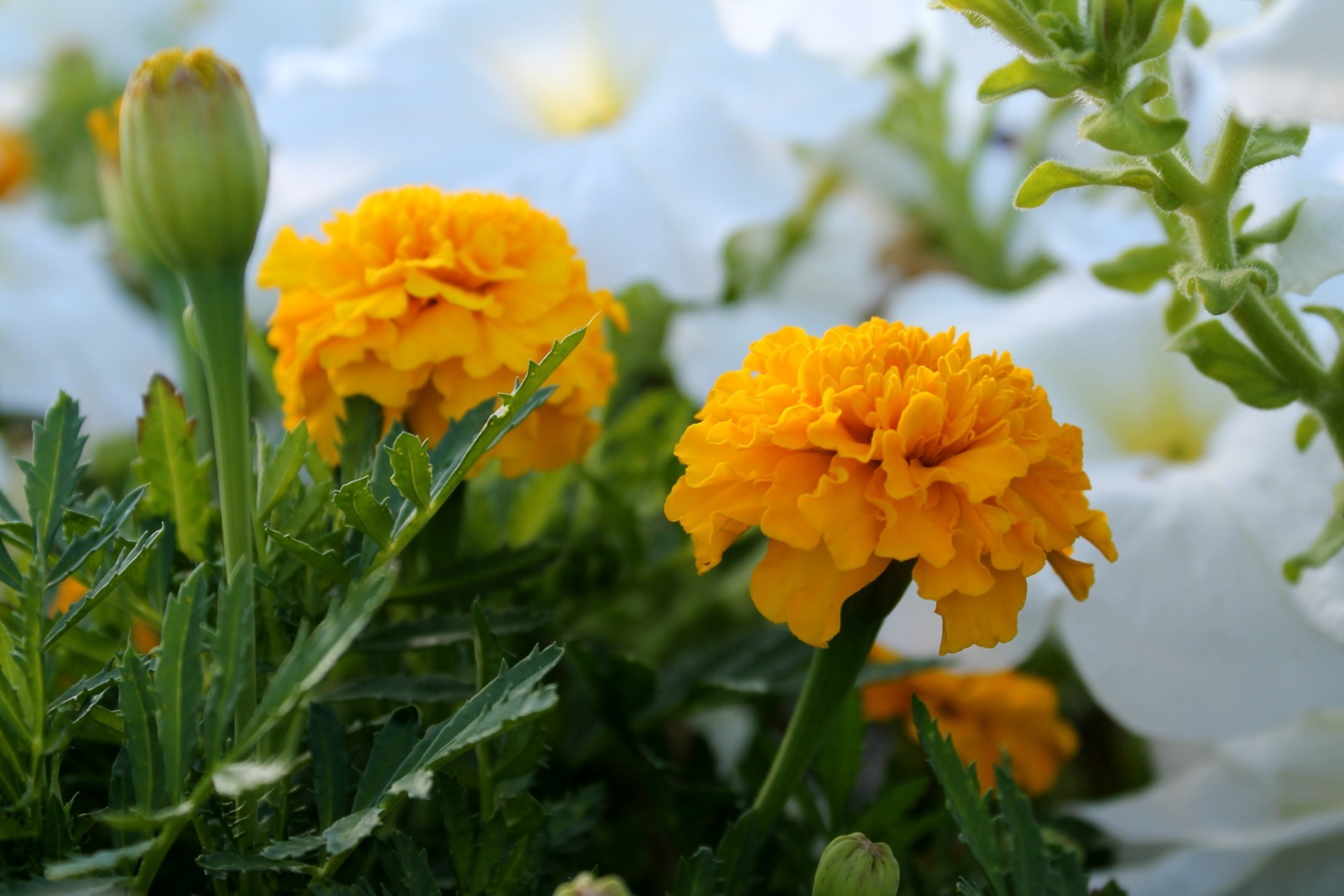 flowers nature flower leaf summer flora garden bright field blooming fair weather floral petal outdoors color season growth sun close-up