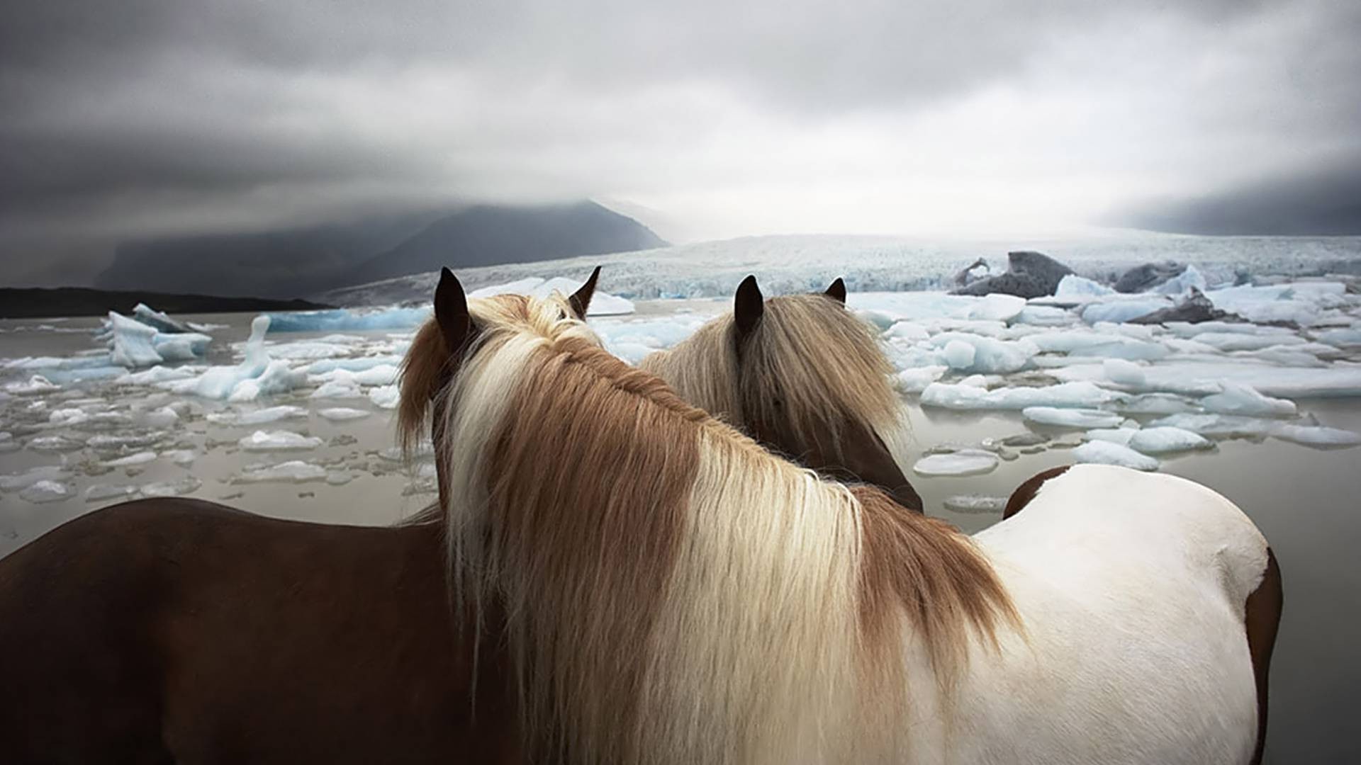 horses water sea beach snow winter mare landscape outdoors cavalry nature sunset sky ocean travel bay seashore dawn fair weather mammal