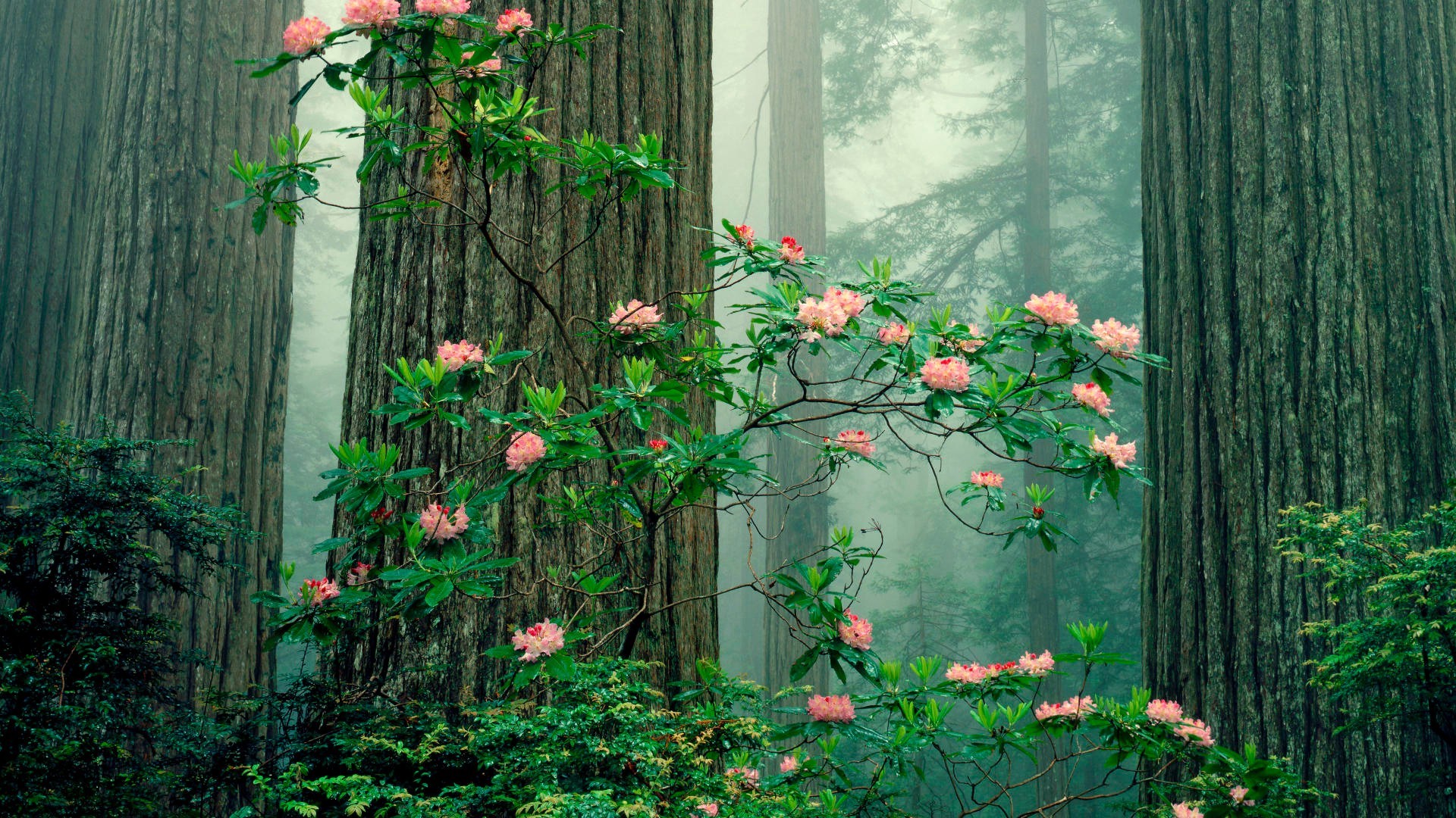 The Bush wild roses in the forest - Android wallpapers
