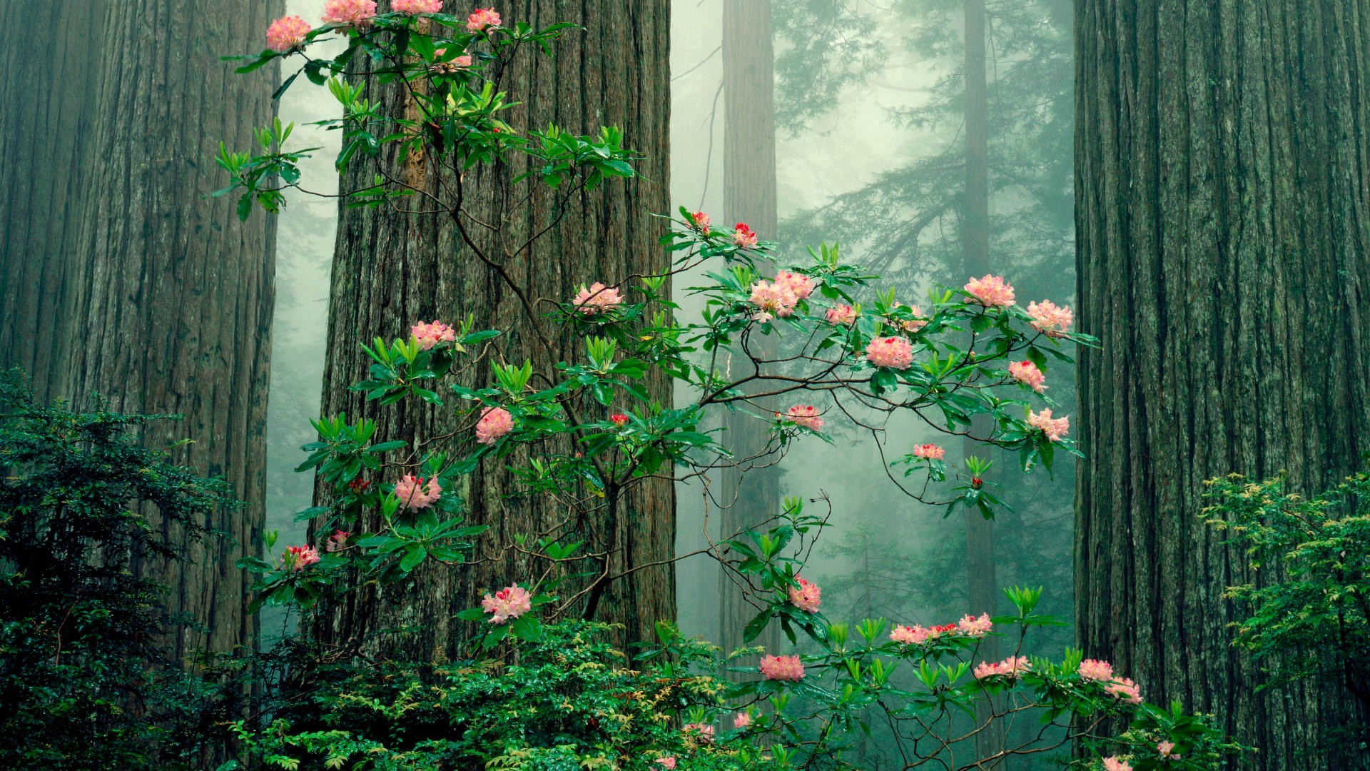 sommer holz blume blatt baum flora natur garten wachstum strauch fenster im freien farbe saison ivy haus herbst zweig landschaft