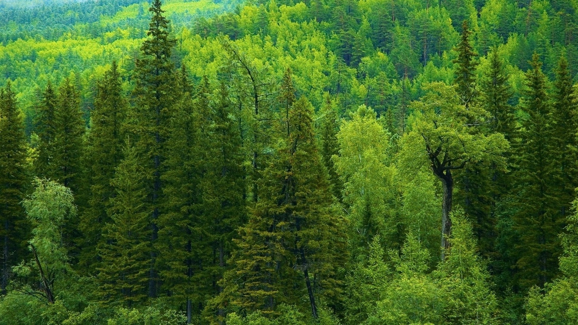 summer wood tree landscape nature conifer outdoors scenic evergreen environment pine leaf wild park mountain daylight scenery