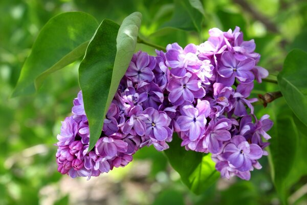 Lilas à fleurs pourpres au printemps