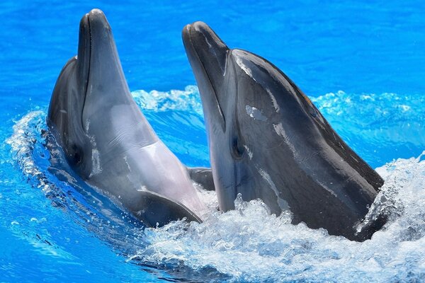 Dauphins amoureux en eau libre