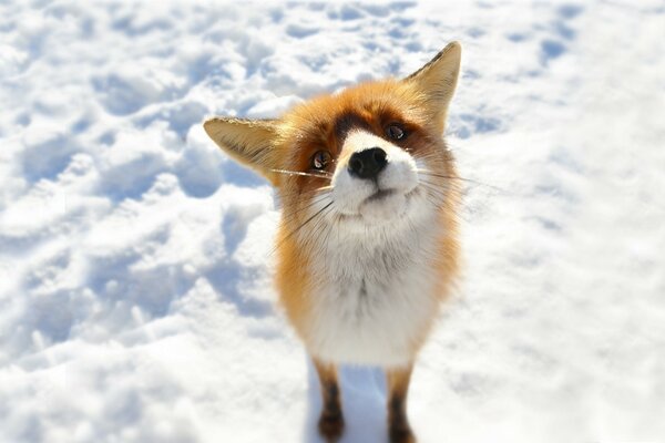 Cute fox cub on white snow