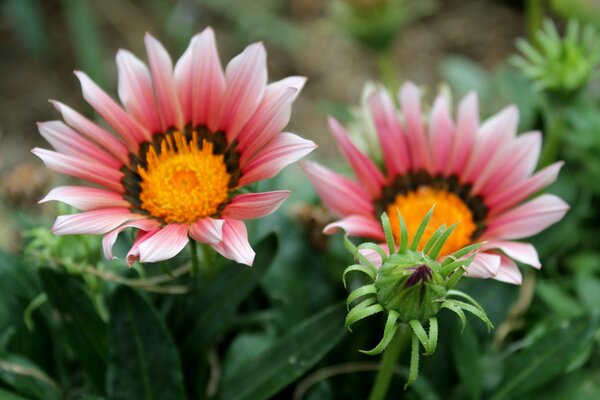 Lindas flores este ano