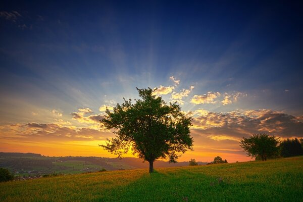 Ein grüner Baum hat die untergehende Sonne mit sich bedeckt