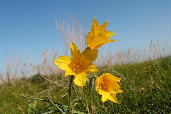 Nature fleurs herbe champ