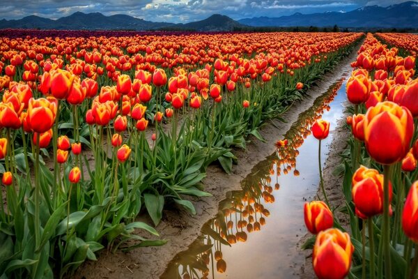 Grand bosquet de belles filles tulipes
