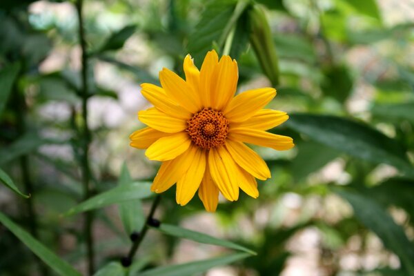 La fleur jaune pousse en été