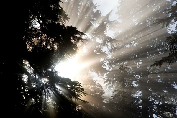 Sunlight penetrates through the canopy of trees