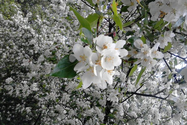 Die Flora des Frühlings, die Schönheit der Natur