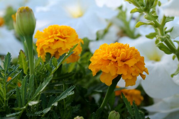 Sarı renkli Marigolds makro fotoğrafçılığı