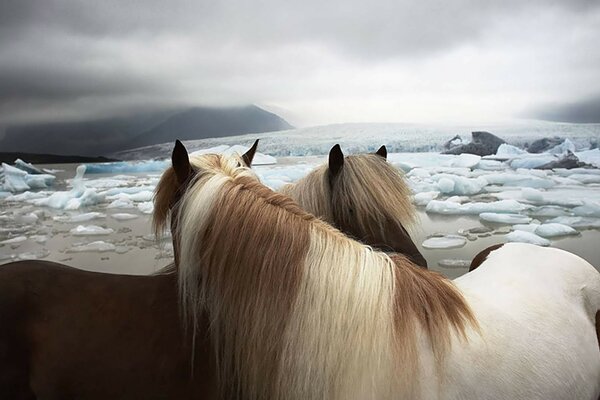 Beautiful greyhounds on the sea coast