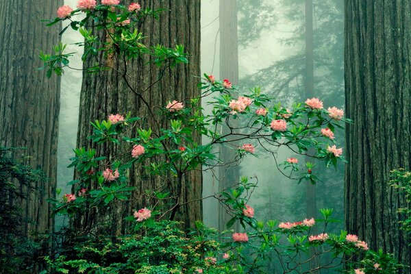 Blooming bush on the background of redwoods