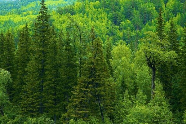 Sommer Natur Holz Holz