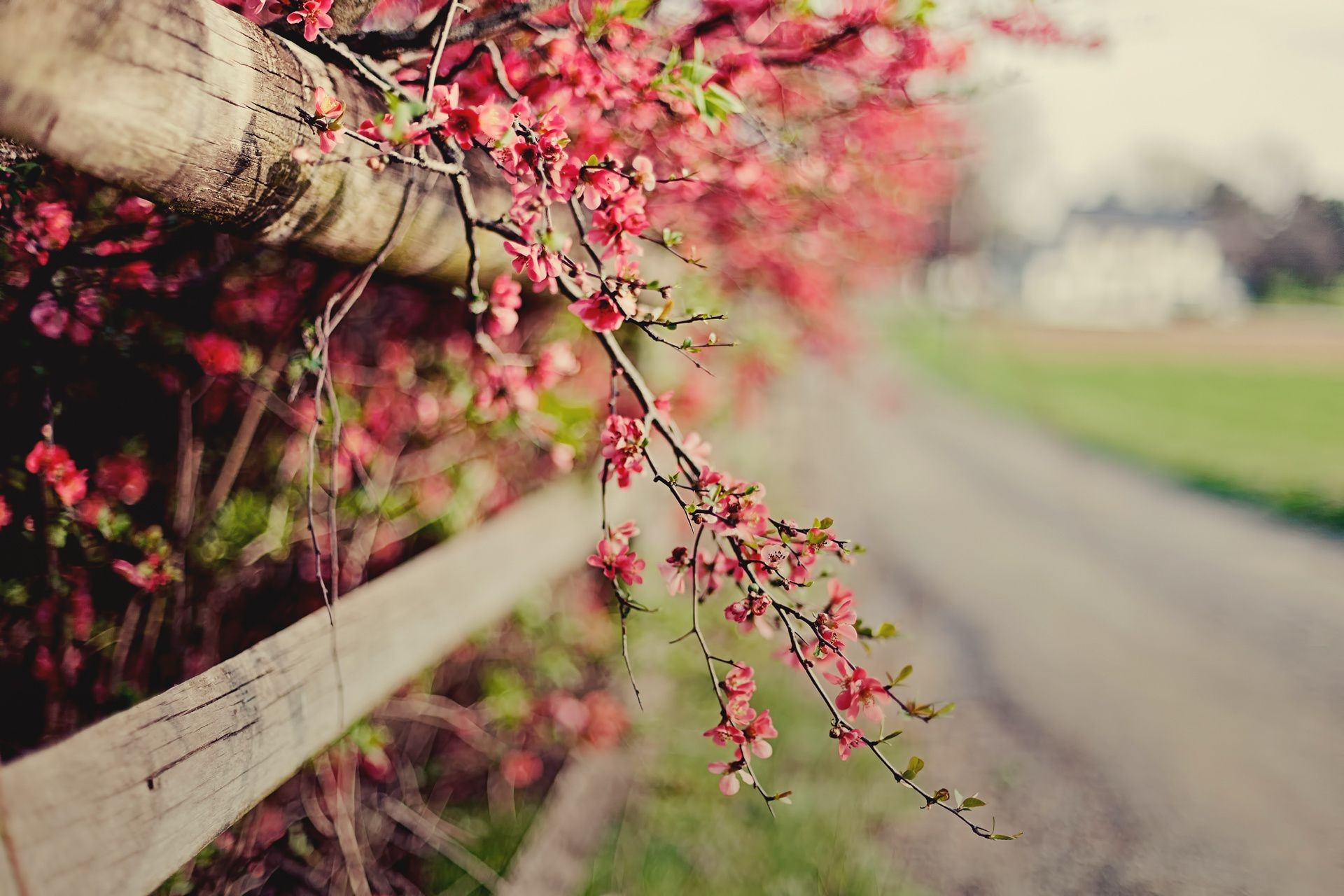 fiori natura fiore albero foglia giardino esterno estate autunno flora erba stagione colore legno