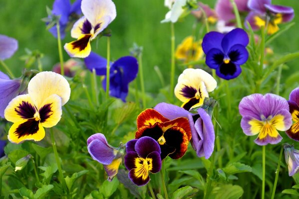 Beautiful meadow flowers in the garden