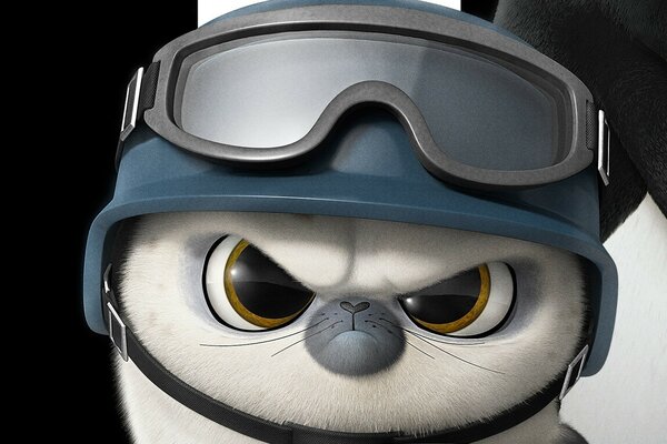 Angry cat in a helmet with glasses